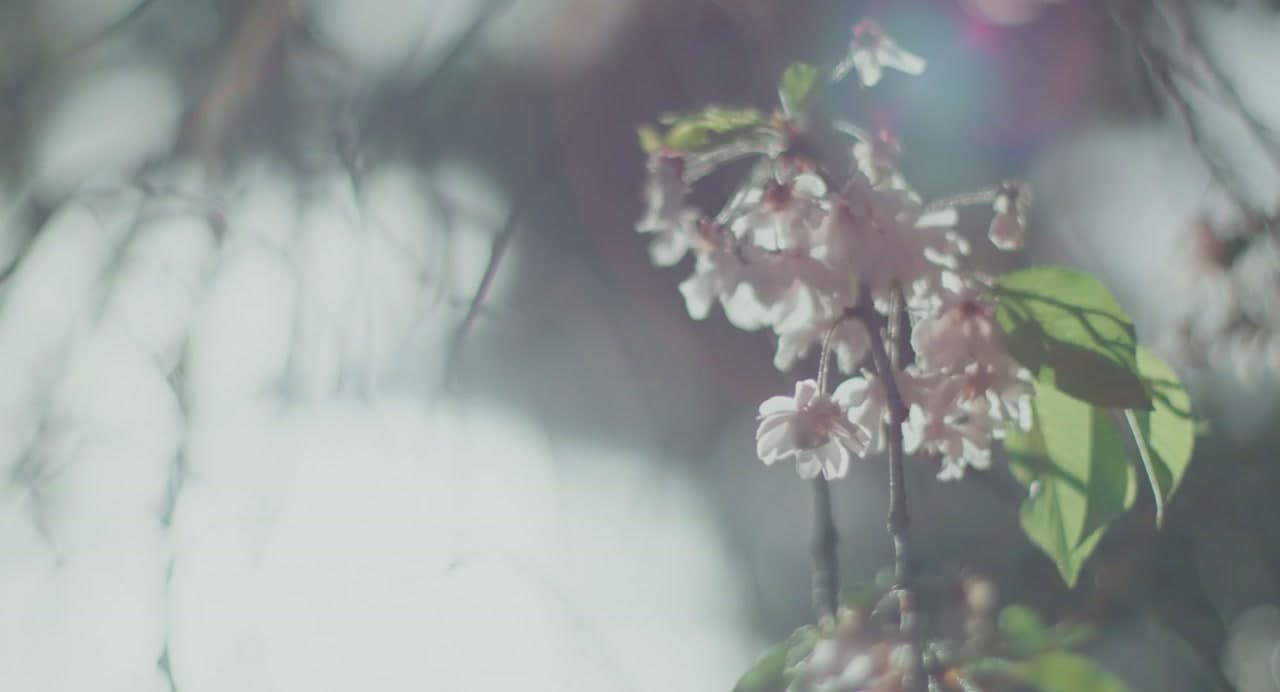 白無垢 still 16